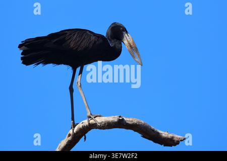 Mohrenklaffschnabel / Africa openbill / Anastomus lamelligerus Foto Stock