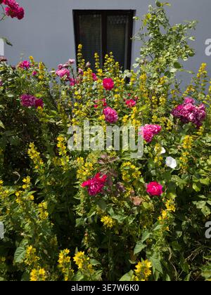 Letto colorato con rosa rosa rosa e Lysimachia punctata gialla davanti ad una parete bianca con finestra Foto Stock