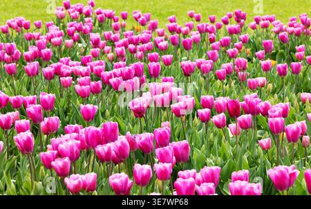File di tulipani rosa che crescono in file in un campo di tulipani; colorati fiori di tulipani rosa in righe nei campi in primavera. Foto Stock