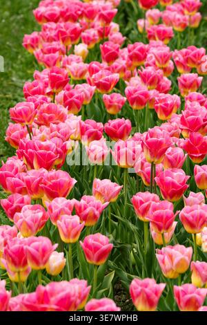 File di tulipani rosa che crescono in file in un campo di tulipani; colorati fiori di tulipani rosa in righe nei campi in primavera. Foto Stock