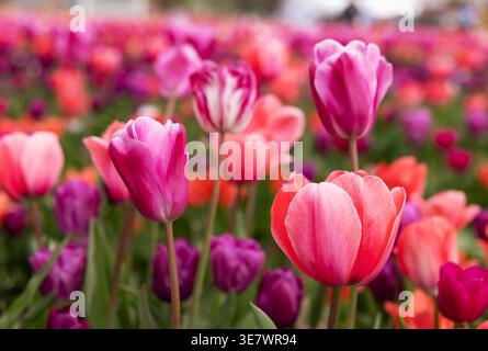 File di tulipani rosa che crescono in file in un campo di tulipani; colorati fiori di tulipani rosa in fila nei campi in primavera, Tulleys Tulip Farm, Colney, Herts UK Foto Stock