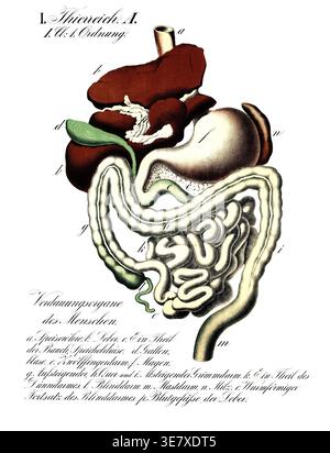 Organi digestivi umani. L'etichetta nella parte inferiore dell'immagine identifica le singole parti come segue: a. esofago, B. fegato, c. parte del pancreas, d. cistifellea, e. Duodenum, F. stomaco, g, h, i. Colon, k. parte dell'intestino tenue, l. cecum, m. retto, n. milza, o. appendice, P. vasi sanguigni del fegato. Riproduzione di un'immagine storica della scuola, di un murale o di una carta didattica; data esatta autentica sconosciuta. Foto Stock