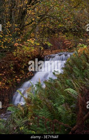 Una dolce cascata scorre sulle rocce circondata da vibranti foglie autunnali e fitte felci verdi in un tranquillo ambiente boschivo Foto Stock