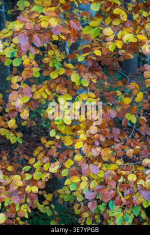 Vista ravvicinata del fogliame di un faggio di rame che mostra una gamma di sfumature autunnali dal giallo brillante al ruzzolo profondo Foto Stock