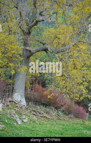 Su un pendio roccioso sorge un maestoso albero vecchio con rami intrecciati e un vivace fogliame giallo, circondato da cespugli autunnali e da uno sfondo forestale Foto Stock