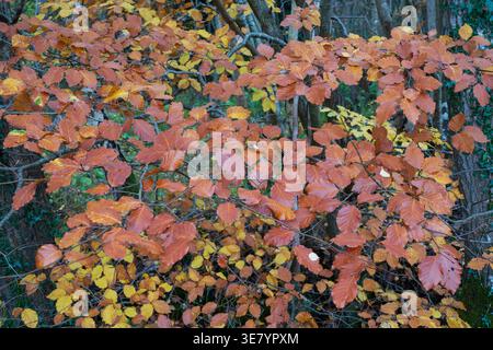 Vista ravvicinata dei rami di faggio in rame adornati da un vivace fogliame autunnale che passa dal verde al giallo e dalle tonalità russette Foto Stock