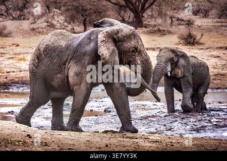 Elefanti africani (Loxodonta africana) che giocano in una pozza d'acqua vicino a Mto wa Mbu, Tanzania. Foto Stock