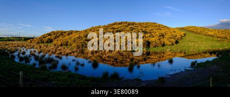 Una vista panoramica cattura una collina coperta da fiori gialli di gorse, con il loro riflesso riflesso riflesso in un corpo d'acqua naturale sottostante Foto Stock