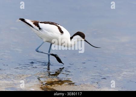 Pied Avocet (Recurvirostra avosetta) passeggiate in acqua poco profonda Foto Stock