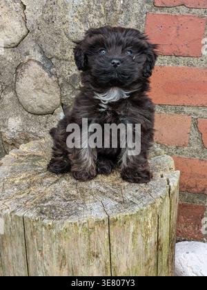 Adorabile cucciolo incrociato Black Shihpoo di età compresa tra i sei e gli otto mesi seduto su Rustic Wooden Tree Stump contro Red Brick Wall, North Yorkshire, Inghilterra Foto Stock