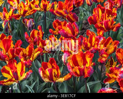 Tulipani di pappagallo rosso e giallo con petali frangiati che fioriscono in un giardino primaverile Foto Stock