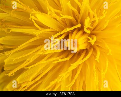 Primo piano macro estremo di un vivace fiore di dente di leone giallo con polline Foto Stock