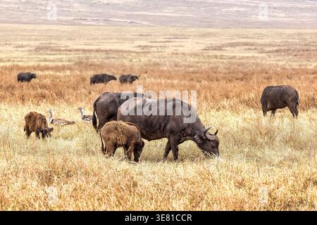 Branco di bufalo africano (Syncerus caffer) al cratere di Ngorongoro, Tanzania. Foto Stock