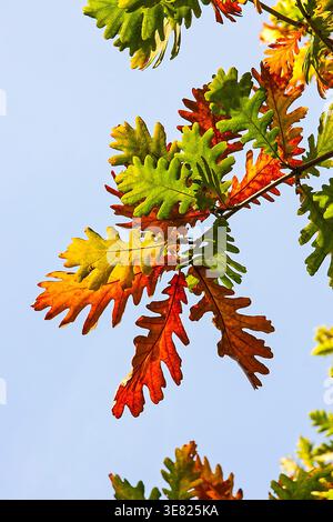 Le brillanti foglie di quercia autunnale si illuminano di rosso, verde e oro, catturando la luce del sole su un cielo azzurro e cristallino, catturando vivaci transizioni della stagione Foto Stock