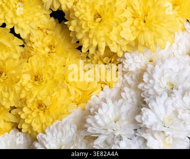 Vista ravvicinata dei crisantemi gialli e bianchi Foto Stock