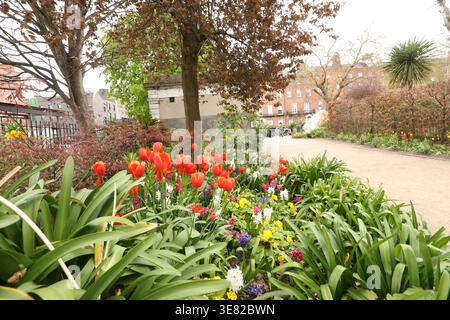 Dublino, Irlanda - 31 marzo 2026: Tulipani rossi visti crescere nel Merrion Square Park nella città di Dublino raffiguranti una scena di strada nella capitale irlandese in un pomeriggio nuvoloso coperto Foto Stock