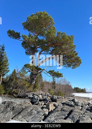 Il pino si erge alto su una costa rocciosa sotto un cielo azzurro limpido in Svezia Foto Stock