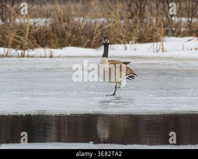 Un'oca canadese che cammina lungo il bordo di un lago parzialmente scongelato in primavera. Quebec, Canada Foto Stock