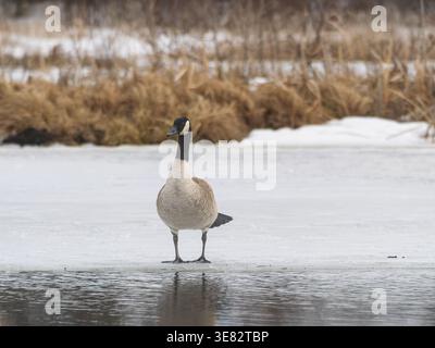 Un'oca canadese in piedi sul bordo di una partialità ha scongelato il lago in primavera . Quebec, Canada Foto Stock