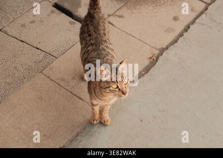 Un gatto di strada tabby guarda curiosamente da un marciapiede in pietra consumata, la sua coda alzata in saluto, in un ambiente urbano all'aperto. Foto Stock