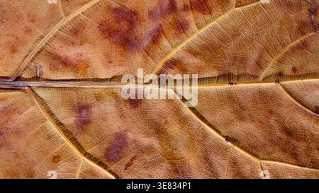 Primo piano della foglia secca che mostra venazione e macchie intricate Foto Stock