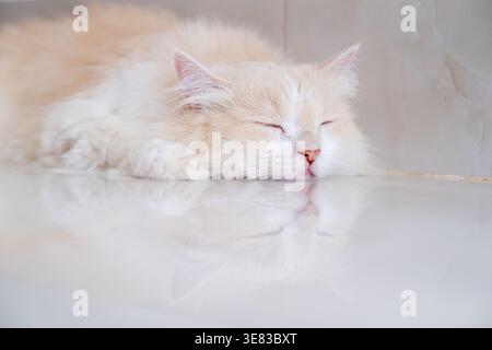 Un gatto persiano marrone e bianco sta dormendo sul pavimento. Panna gatto persiano che riposa su Brown Foto Stock