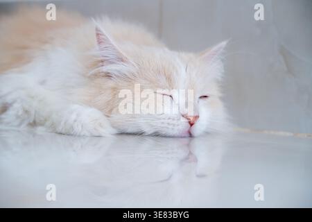 Un gatto persiano marrone e bianco sta dormendo sul pavimento. Panna gatto persiano che riposa su Brown Foto Stock