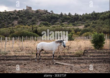 Un cavallo pascolano su una pianura, un ranch, una fattoria tra le colline in una giornata limpida. Foto Stock