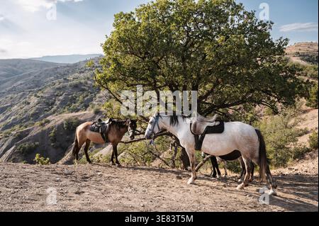 Due cavalli venivano imbrigliati alla sella, pascolando vicino a un grande albero, in una zona collinare. Foto Stock