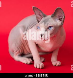 Un gatto senza peli con occhi blu perforanti posa su uno sfondo rosso brillante. Design felino unico su un lato, con pieghe e dettagli distintivi della pelle Foto Stock