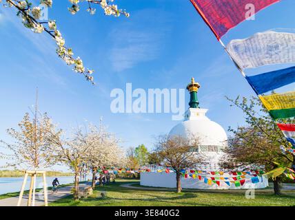 Friedenspagode Wien Peace Pagoda Vienna, fioritura di ciliegi Vienna 02. Leopoldstadt Wien Austria Foto Stock