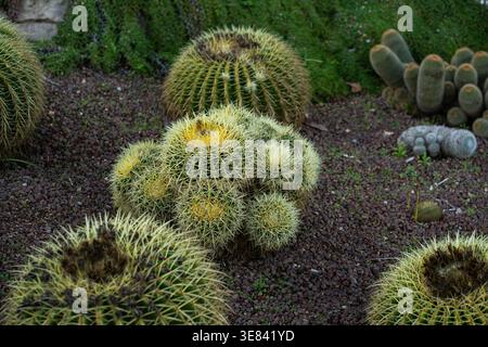 I cactus a botte dorate e altre piante succulente prosperano in un giardino xeriscaped Foto Stock