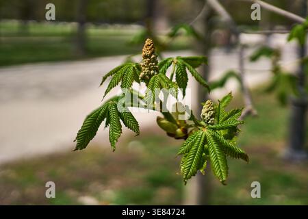 Ramo di castagno che mostra foglie verdi fresche e boccioli di fiori in fase di sviluppo in primavera a parma, italia Foto Stock