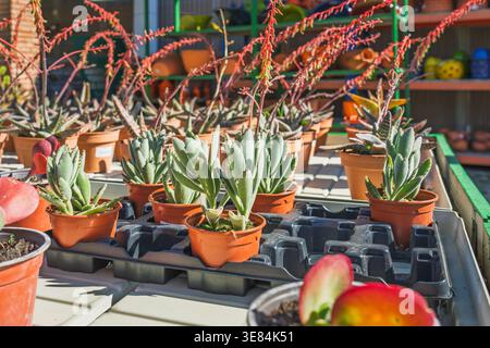 File di giovani piante succulente in vasi di plastica disposti su vassoi all'interno di un vivaio soleggiato. Foto Stock