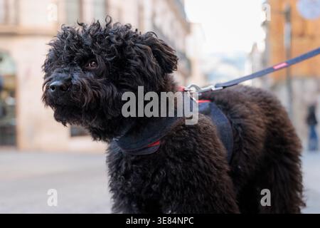 Spaghetti neri che indossano un'imbracatura camminando nel centro città, Ritratto ravvicinato Foto Stock