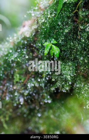 Macina di lussureggiante muschio verde ricoperto da gocce di rugiada con una piccola foglia luminosa, morbido sfondo bokeh, fresca atmosfera bokeh umida della foresta. Foto Stock