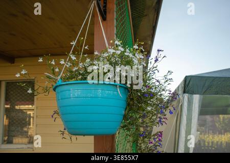 Appeso a una piantatrice turchese piena di fiori bianchi e viola, sospesa da un palo di legno vicino a una casa con una recinzione a rete verde e una tenda nella Foto Stock