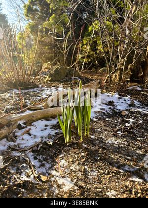 Primo piano di giovani germogli di narcisi verdi (Narcissus) che emergono dal suolo scuro all'inizio della primavera con tracce di neve ancora visibili nel giardino. Foto Stock
