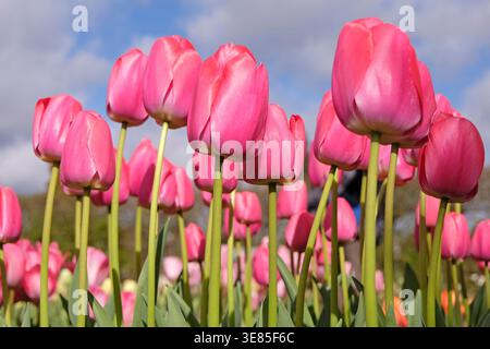 tulipa rosa, tulipani «Pink impression» in fiore. Foto Stock