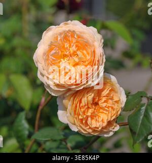 (ROSA CROWN PRINCIPESSA MARGARETA) Foto Stock