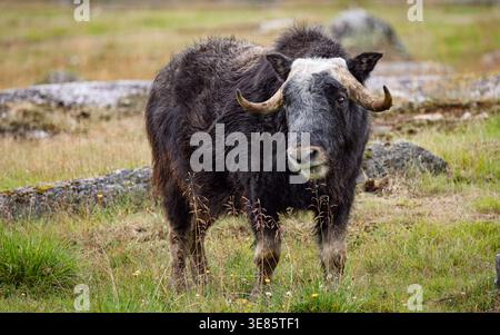 Bue muschiato selvatico con pelliccia e corna ricurve in piedi su un prato erboso di tundra in estate. Foto Stock