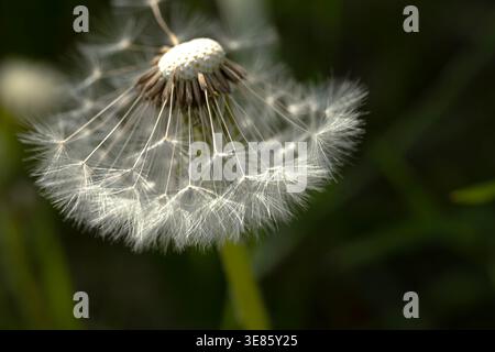 Macro shot di semi di dente di leone in primavera. Foto Stock