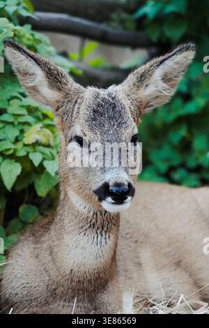 Giovane capriolo che riposa sul fieno nella foresta, ritratto della fauna selvatica, primo piano Foto Stock