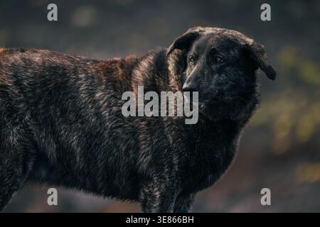 Ritratto in primo piano di un cane randagio ringhiato all'aperto a la Palma, Isole Canarie, Spagna, con luce naturale soffusa e sfondo sfocato. Foto Stock