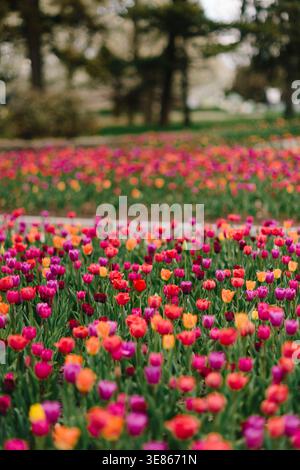 Vivaci file di tulipani rosa, rossi, arancioni e viola fioriscono in un giardino paesaggistico del parco, catturati con una bassa profondità di campo e alberi bokeh da sogno. Foto Stock