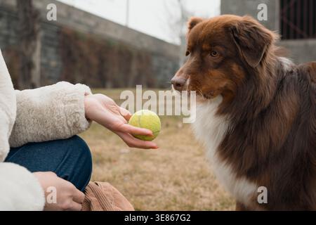 Primo piano di una donna che tiene una palla da tennis mentre allena un pastore australiano all'aperto. Calm Dog si concentra sul segnale, illustrando obbedi basati sulla ricompensa Foto Stock