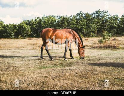Un cavallo bruno selvaggio pascolerà liberamente in un campo illuminato dal sole, circondato da erba secca e alberi lontani, catturando un momento tranquillo di natura, libertà e ope Foto Stock