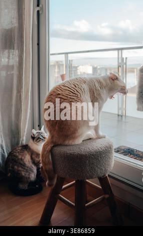 Due gatti interni riposano vicino a una grande finestra a casa, uno appollaiato su uno sgabello imbottito e l'altro arricciato sul pavimento, guardando all'esterno in luce soffusa. Foto Stock