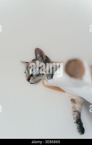 Primo piano di un gatto tabby dagli occhi blu che sdraia all'interno, mostrando un'atmosfera tranquilla e accogliente e il comfort degli animali domestici a casa. Foto Stock