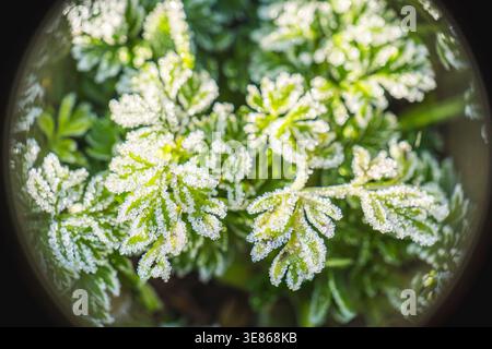 Primo piano di foglie verdi vivaci ricoperte da delicati cristalli di gelo, catturate attraverso una lente mentre la luce del sole del mattino ne migliora i motivi intricati Foto Stock